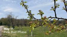 Close-up of tree branches with pink flower buds beginning to bloom in an orchard during the pink bud phase on May 11.