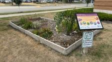 Raised pollinator garden filled with flowering plants beside an educational sign and a Certified Pollinator Garden marker.